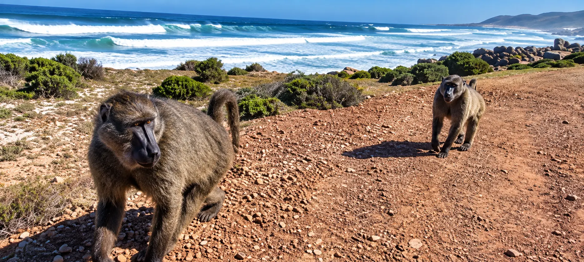 Baboons walking along a coastal trail beside the ocean during a Cape Peninsula cycling tour.